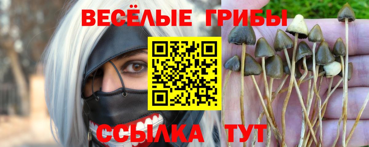 Галлюциногенные грибы Psilocybine cubensis Лабинск